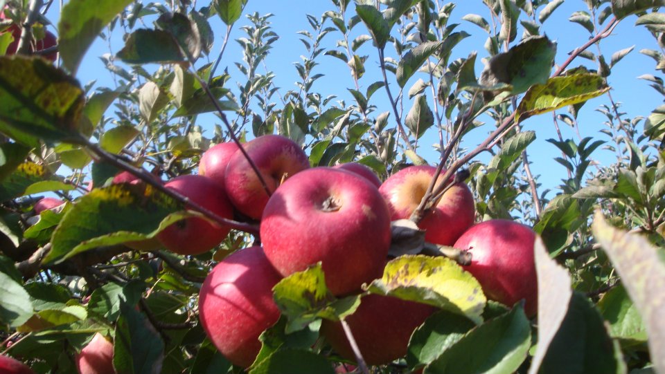 Clearview Orchards