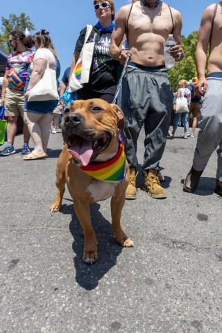 Lansing Pride